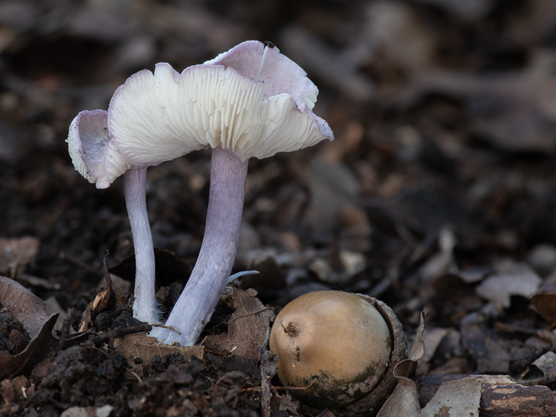 Calocybe ionides Calocybe ionides